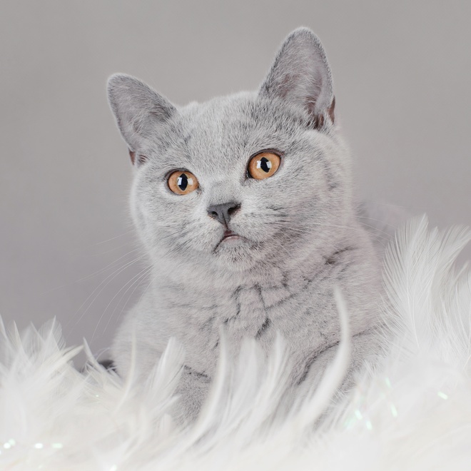 A beautiful white and grey British Shorthair sitting