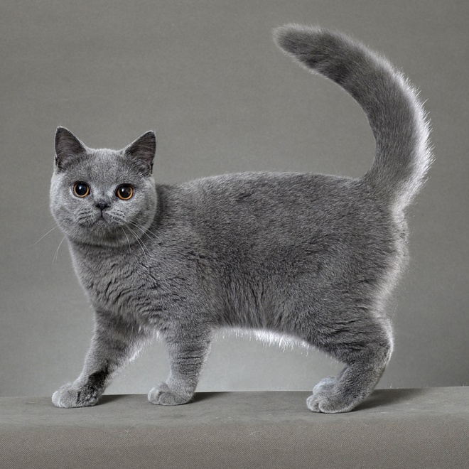 A grey British Shorthair standing