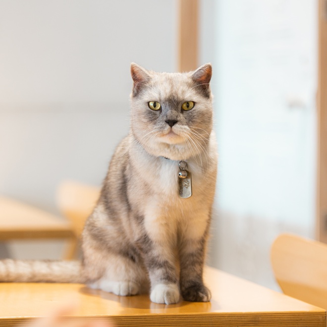 A beautiful white and grey British Shorthair sitting