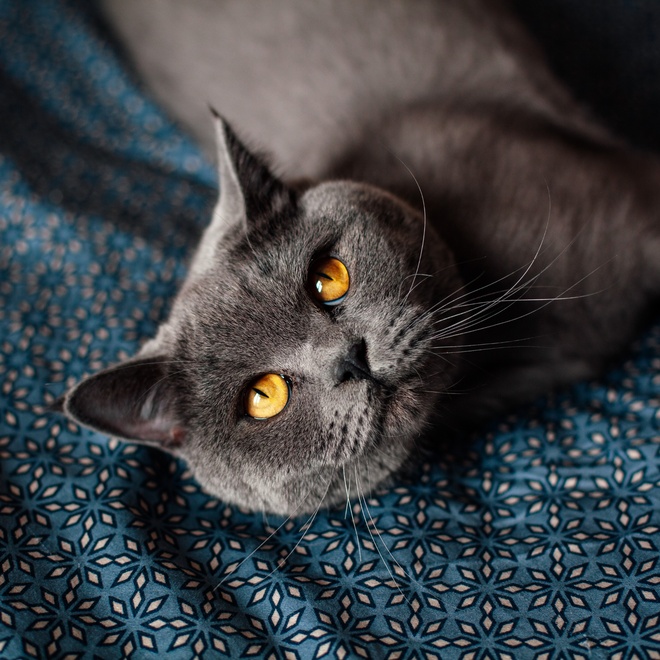 A black British Shorthair with yellow eyes