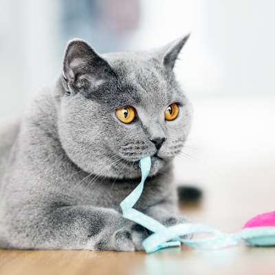 A British Shorthair playing with a ribbon