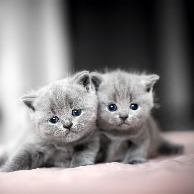 Two British Shorthair kittens