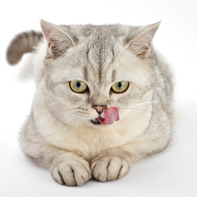 A British Shorthair who sticks out his tongue