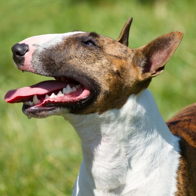 un bull terrier qui regarde vers le ciel et qui sort la langue