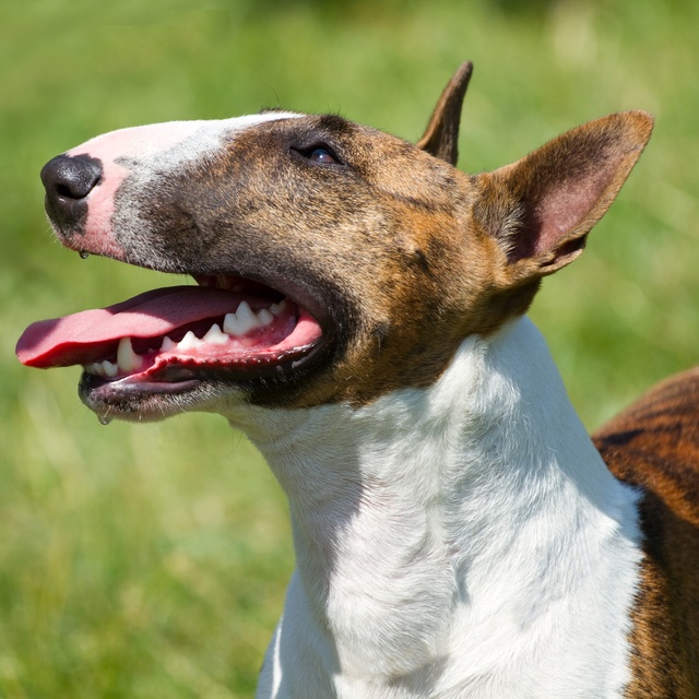 un bull terrier qui regarde vers le ciel et qui sort la langue