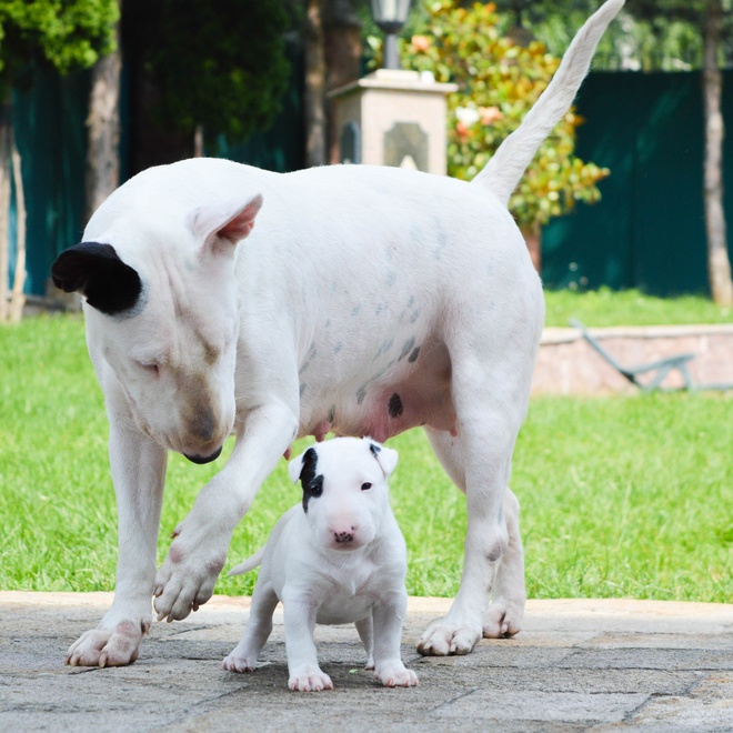 Adult and pup Bull Terriers