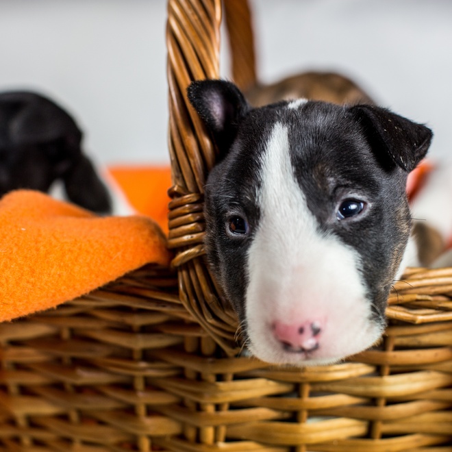 Puppy Bull Terrier in basket