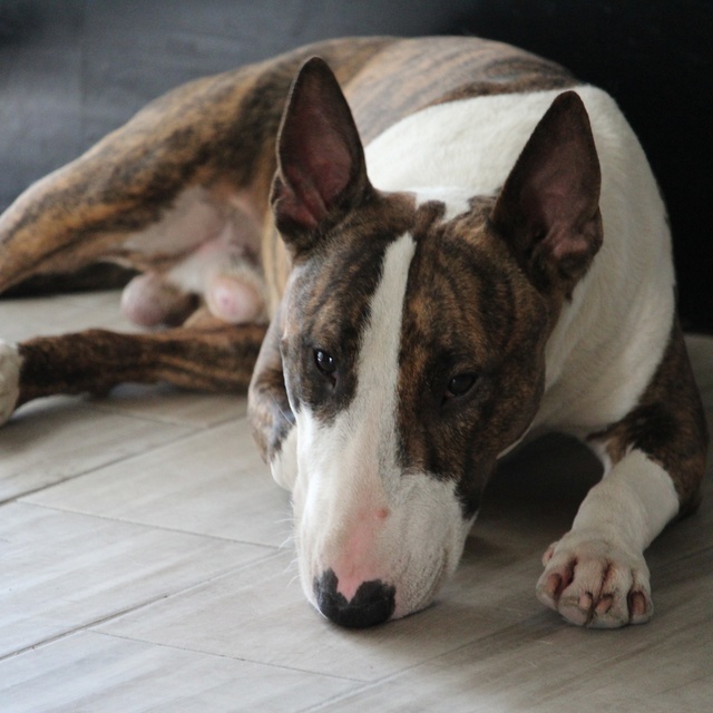 un bull terrier allongé au sol