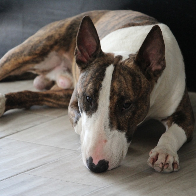 Brown and white Bull Terrier laying down