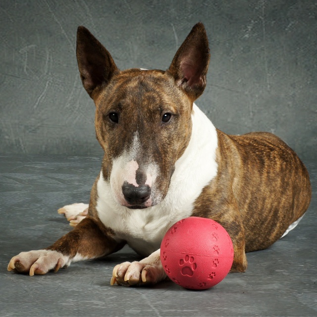 un bull terrier assis près d'une balle rouge