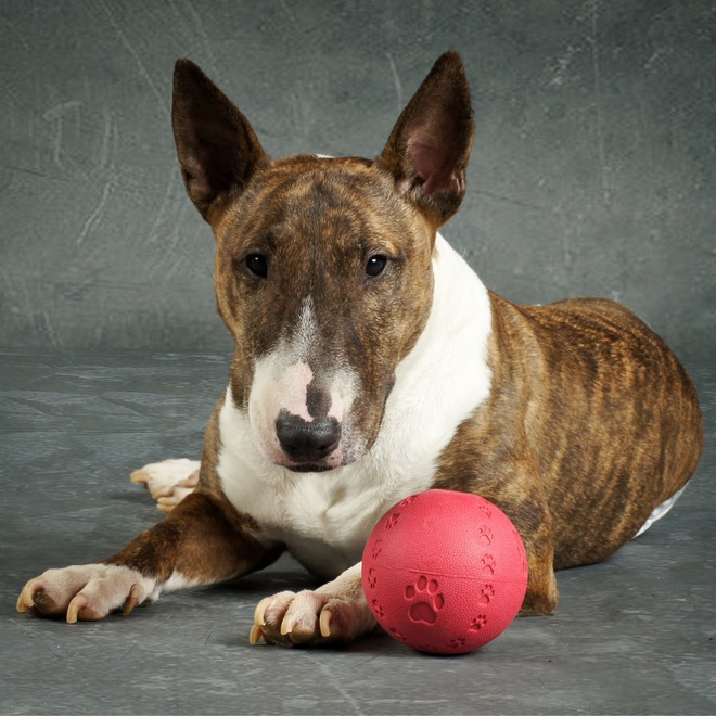 Bull Terrier posing with red ball
