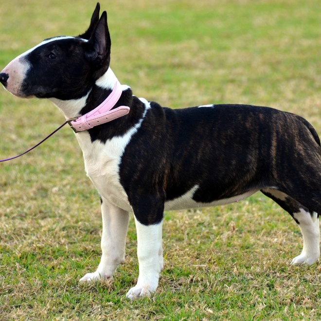 Black and white Bull Terrier on leash