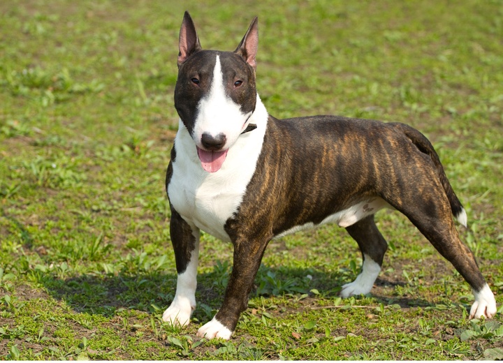 un bull terrier marron et blanc sur une pelouse