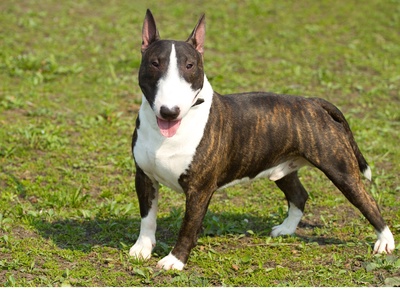 bull-terrier-1 (1)