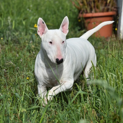 un bull terrier blanc marchant sur l'herbe