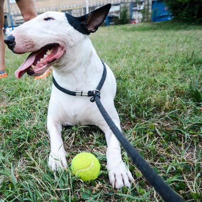 un bull terrier en laisse au pieds d'une balle de tennis