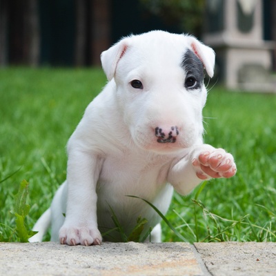 un chiot bull terrier qui lève la patte