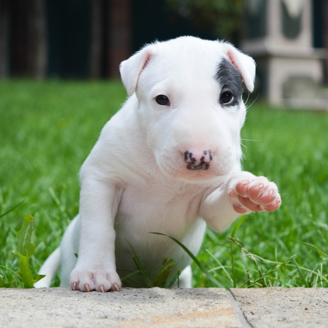 un chiot bull terrier qui lève la patte