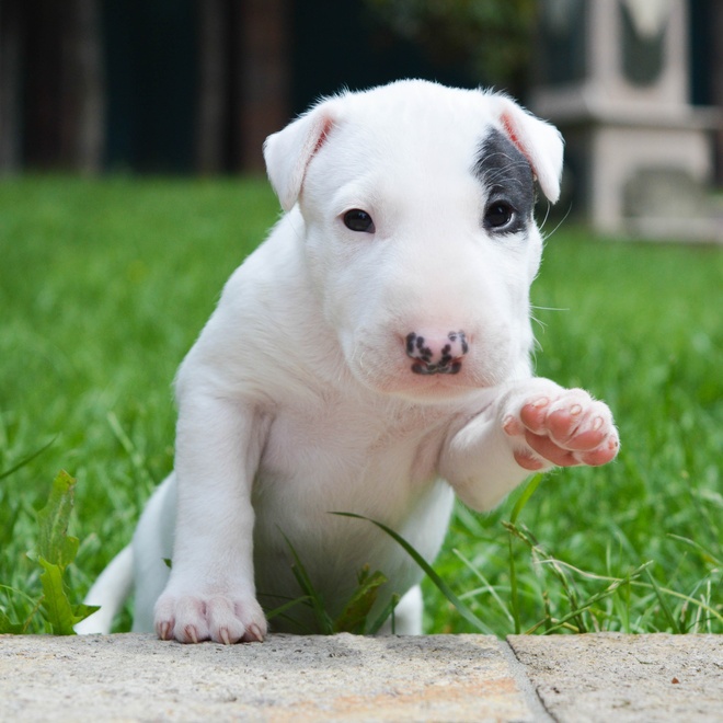 Puppy Bull Terrier climbing up ledge