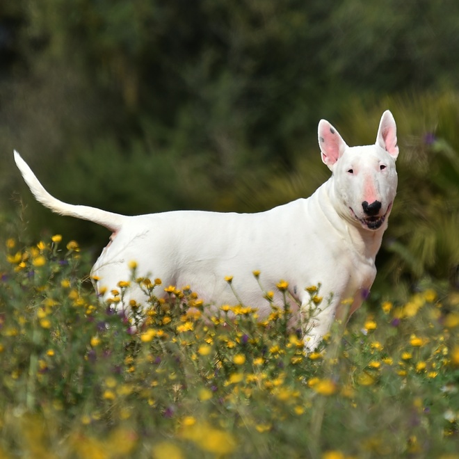 Bull Terrier posing in flower field
