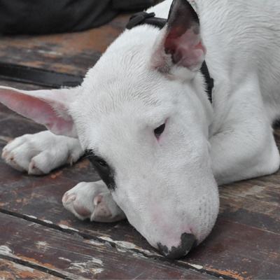 un bull terrier allongé au sol