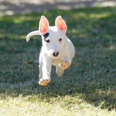 bull terrier sautant dans l'herbe