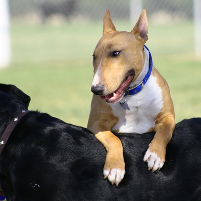 un bull terrier appuyé sur un autre chien