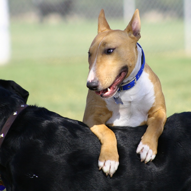 Bull Terrier on top of other dog