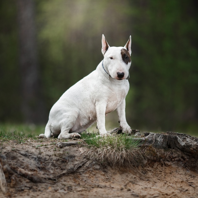 un bull terrier dans la nature