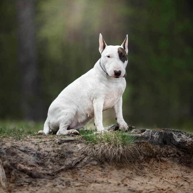 Bull Terrier posing by dirt