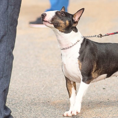 un bull terrier en laisse aux pieds de son/sa maitre, la tête tournée vers celui/celle-ci