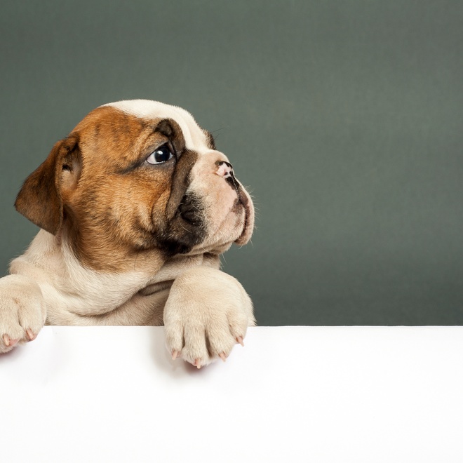 A Bulldog resting on a wall
