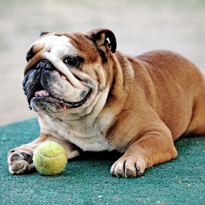 un bulldog qui joue avec une balle de tennis