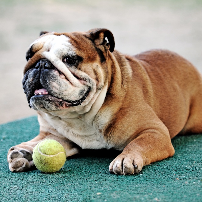 A English Bulldog waiting to play with his ball
