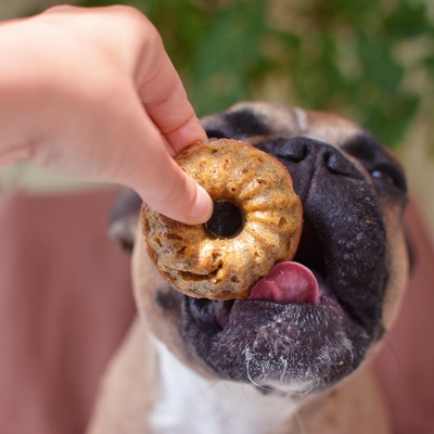 un bulldog qui mange ce que lui tend un humain