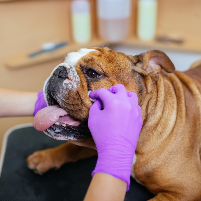 An English Bulldog at the groomer
