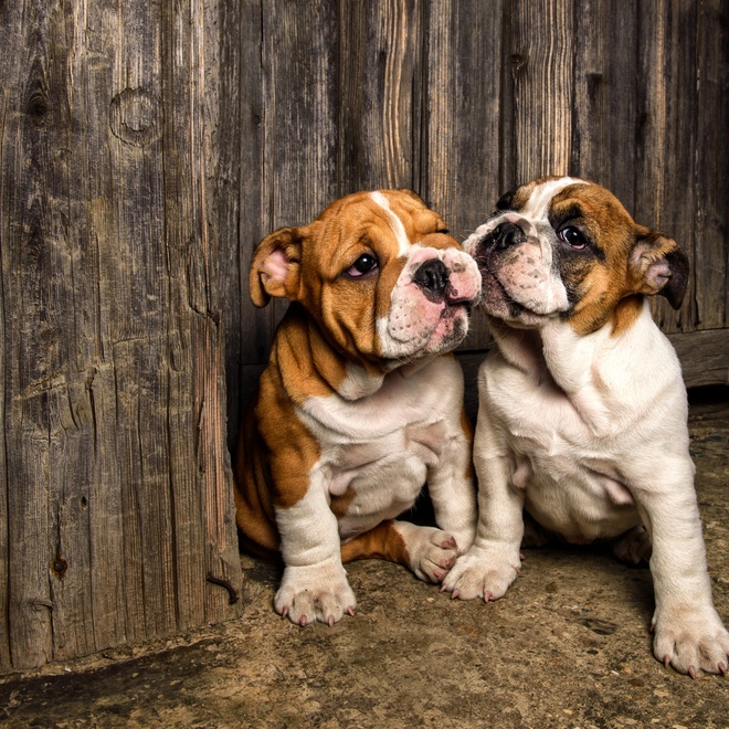 Two English Bulldogs sitting next to each other