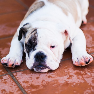 An English Bulldog waiting to eat