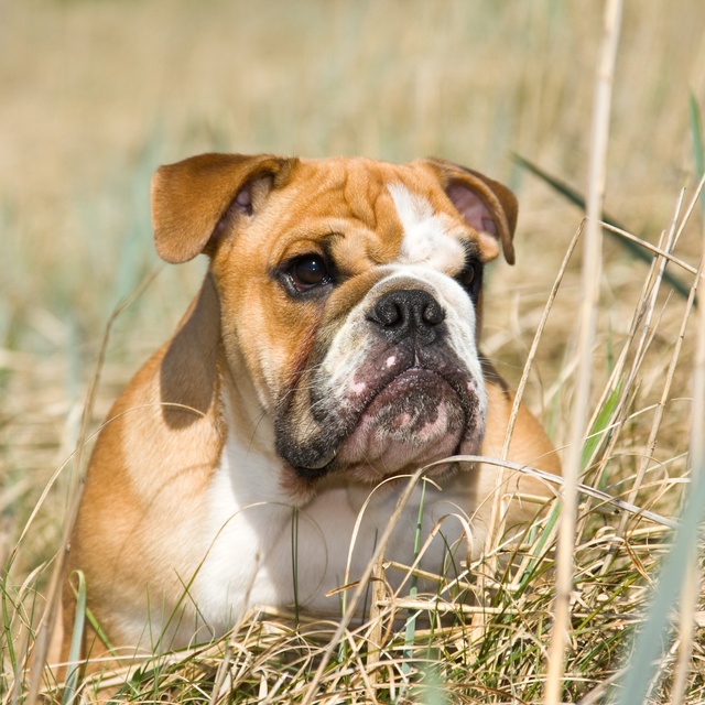 An English Bulldog on the ground