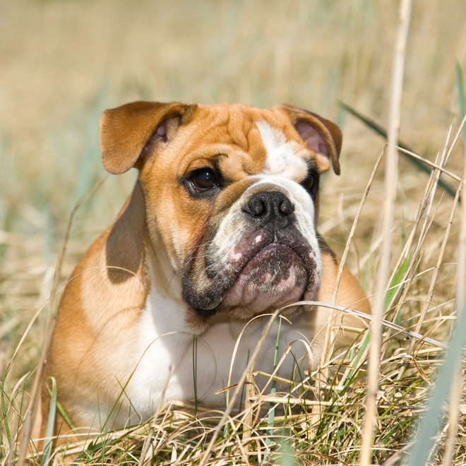 An English Bulldog on the ground