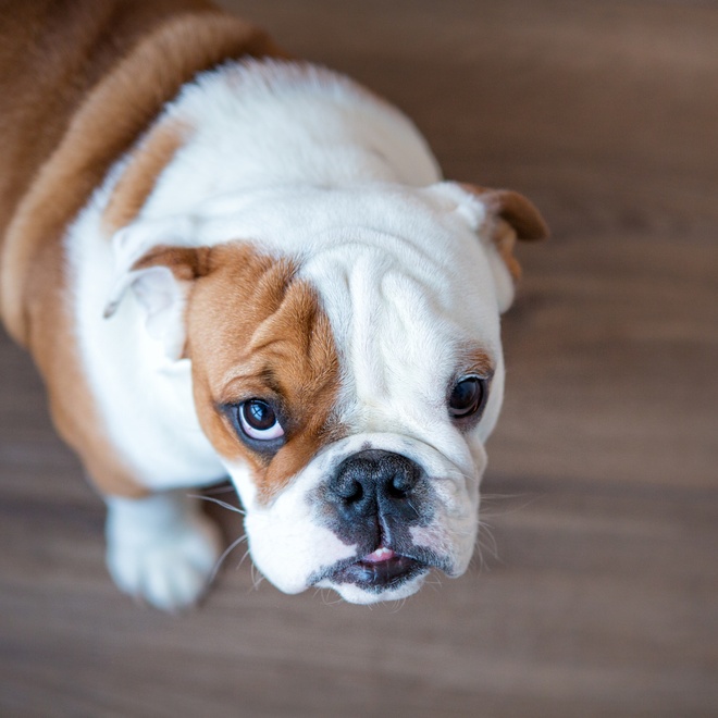 un bulldog qui leve les yeux