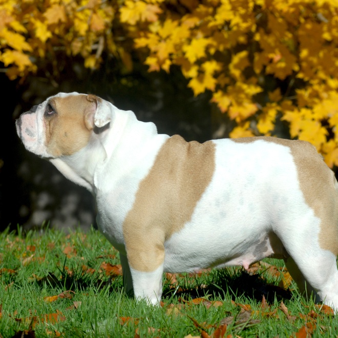 An English Bulldog on the side