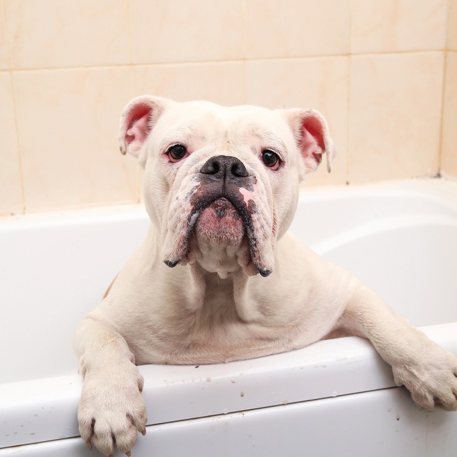 An English Bulldog taking a bath