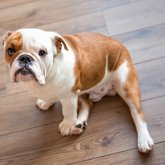 An English Bulldog sitting on the ground