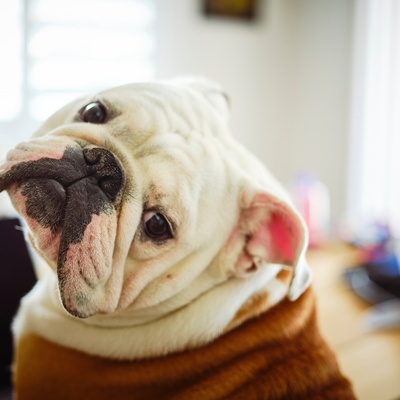 un bulldog qui penche la tête sur le coté