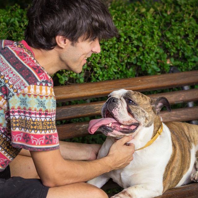 The owner petting his English bulldog