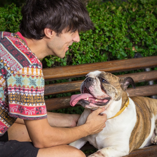 The owner petting his English bulldog