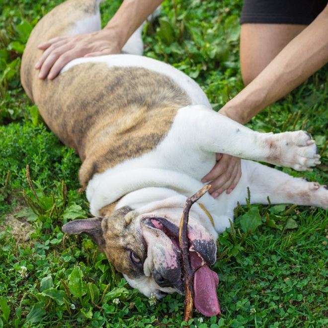 An English Bulldog playing on the grass