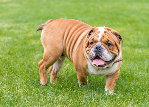 A happy English Bulldog walking in the grass
