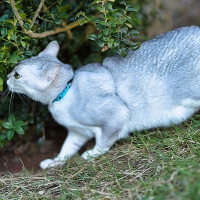 A grey Burmilla walking in the grass